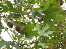 چنار شرقی